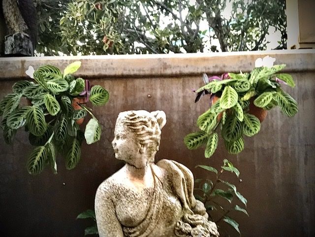 Customer photo review of Wally Eco Terracotta Wall Planter