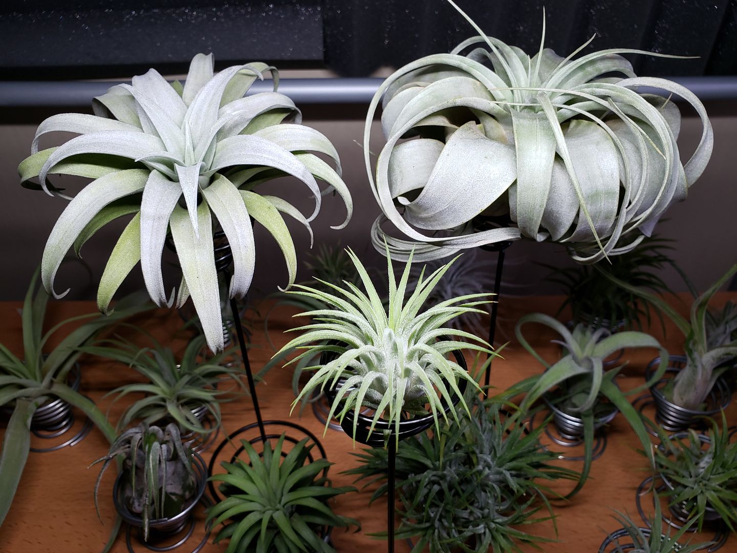 Customer photo review of Heavy Gauge Tall Wire Air Plant Holder