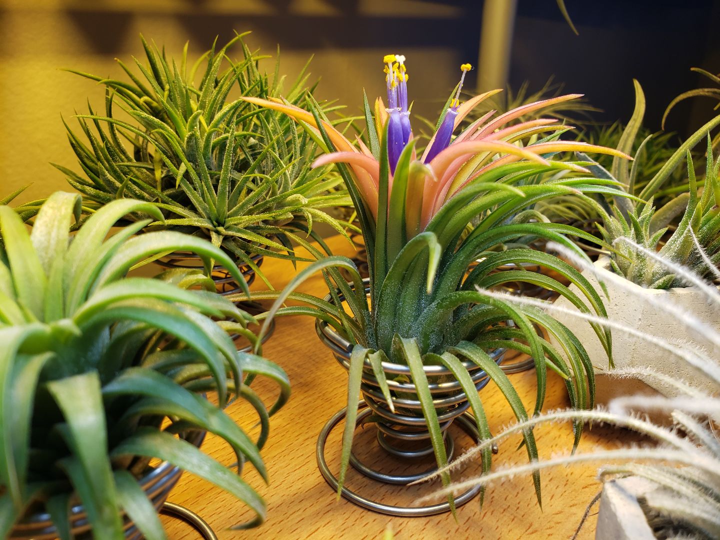 Customer photo review of Ionantha Variegata  Rare Ionantha Form *SALE!*