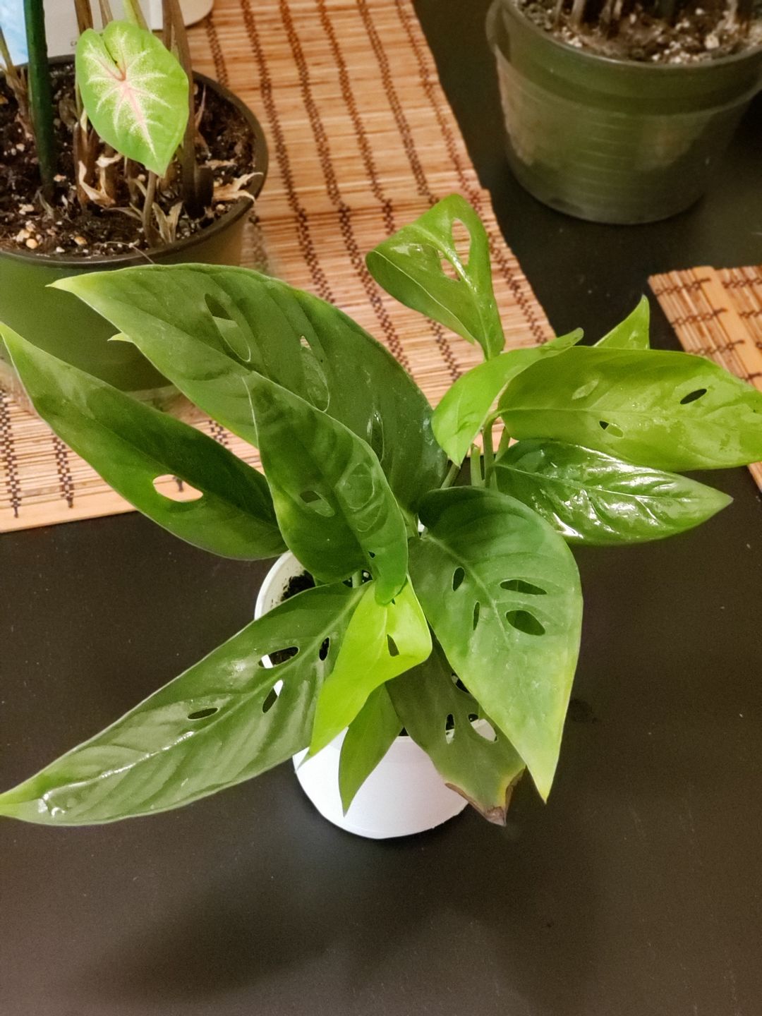 Customer photo review of 4" Monstera Adansonii (Narrow Leaf)