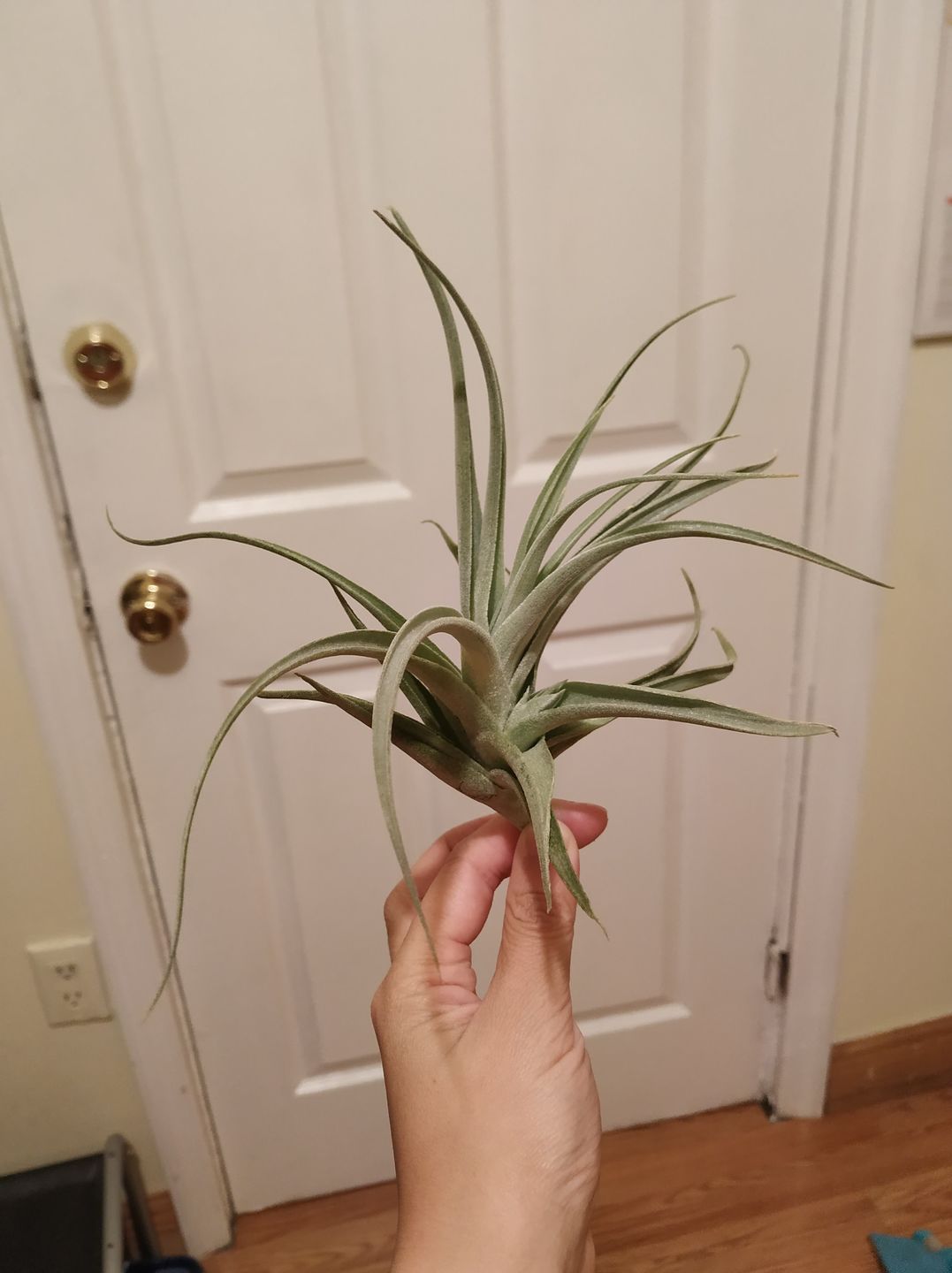 Customer photo review of Subsecundifolia  (Formerly Recurvifolia Var. Subsecundifolia)