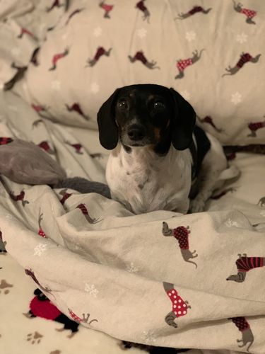 dachshund flannel sheets