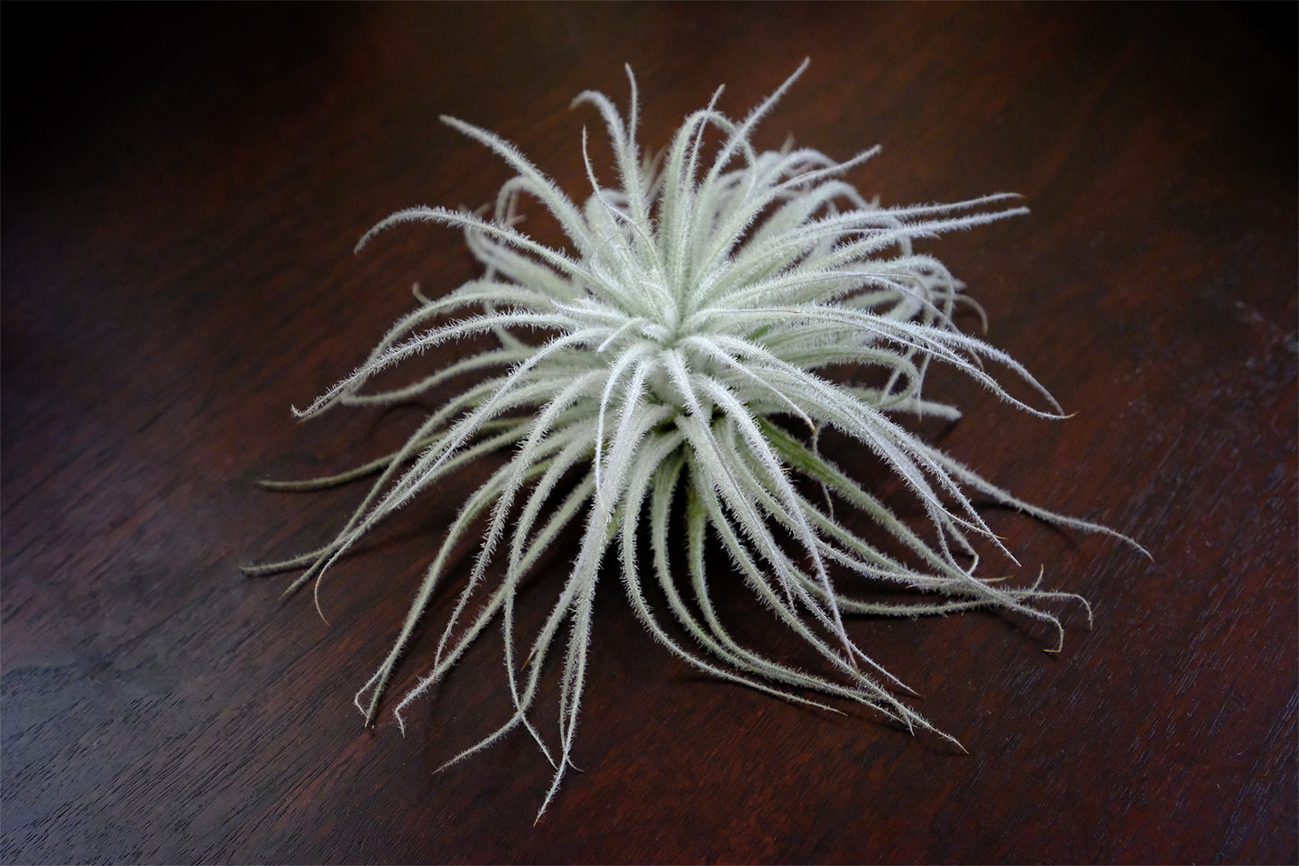 Customer photo review of Tectorum Ecuador  (AKA Snowball)
