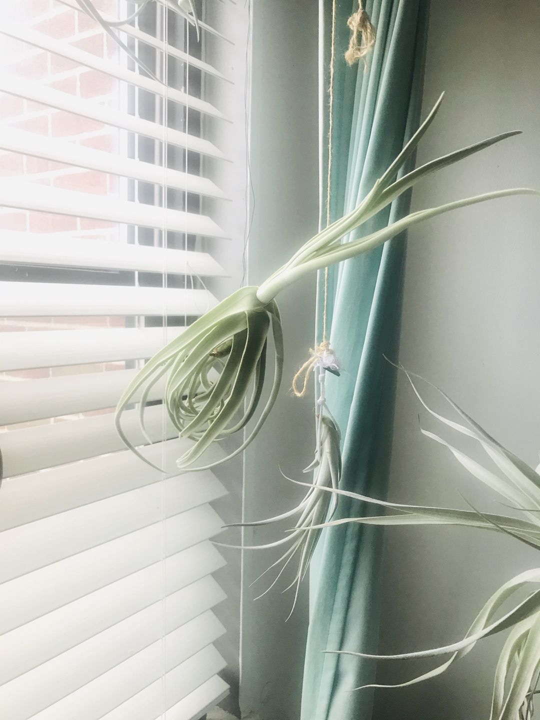 Customer photo review of Duratii Thick Leaf Giant Form  SALE!!!
