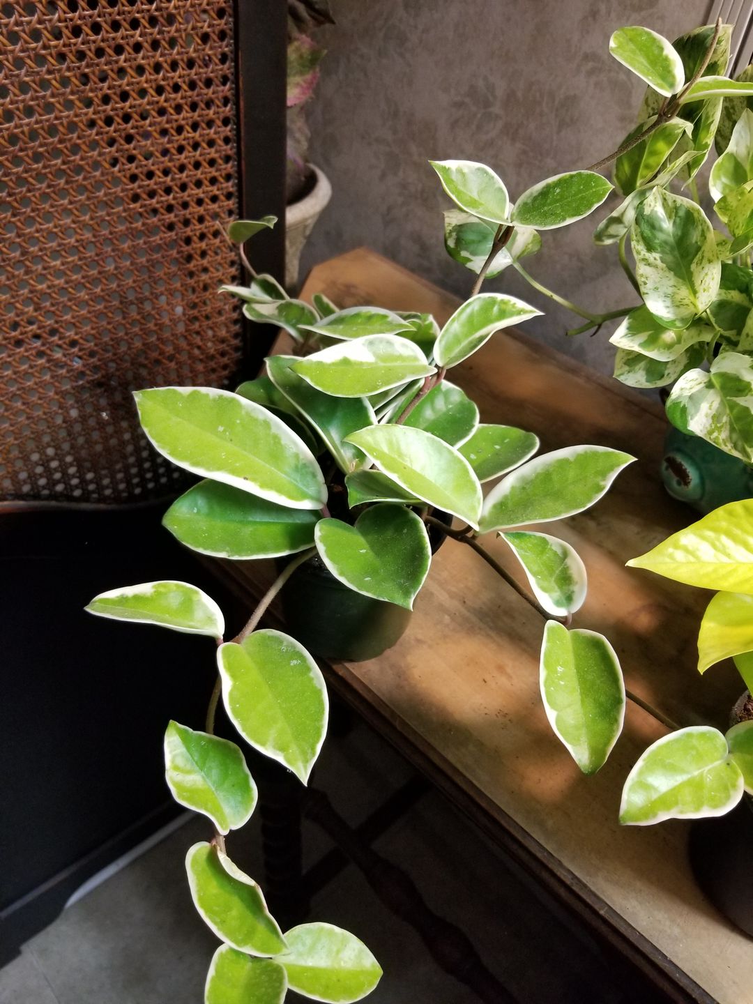 Customer photo review of 4" Monstera Adansonii (Narrow Leaf)