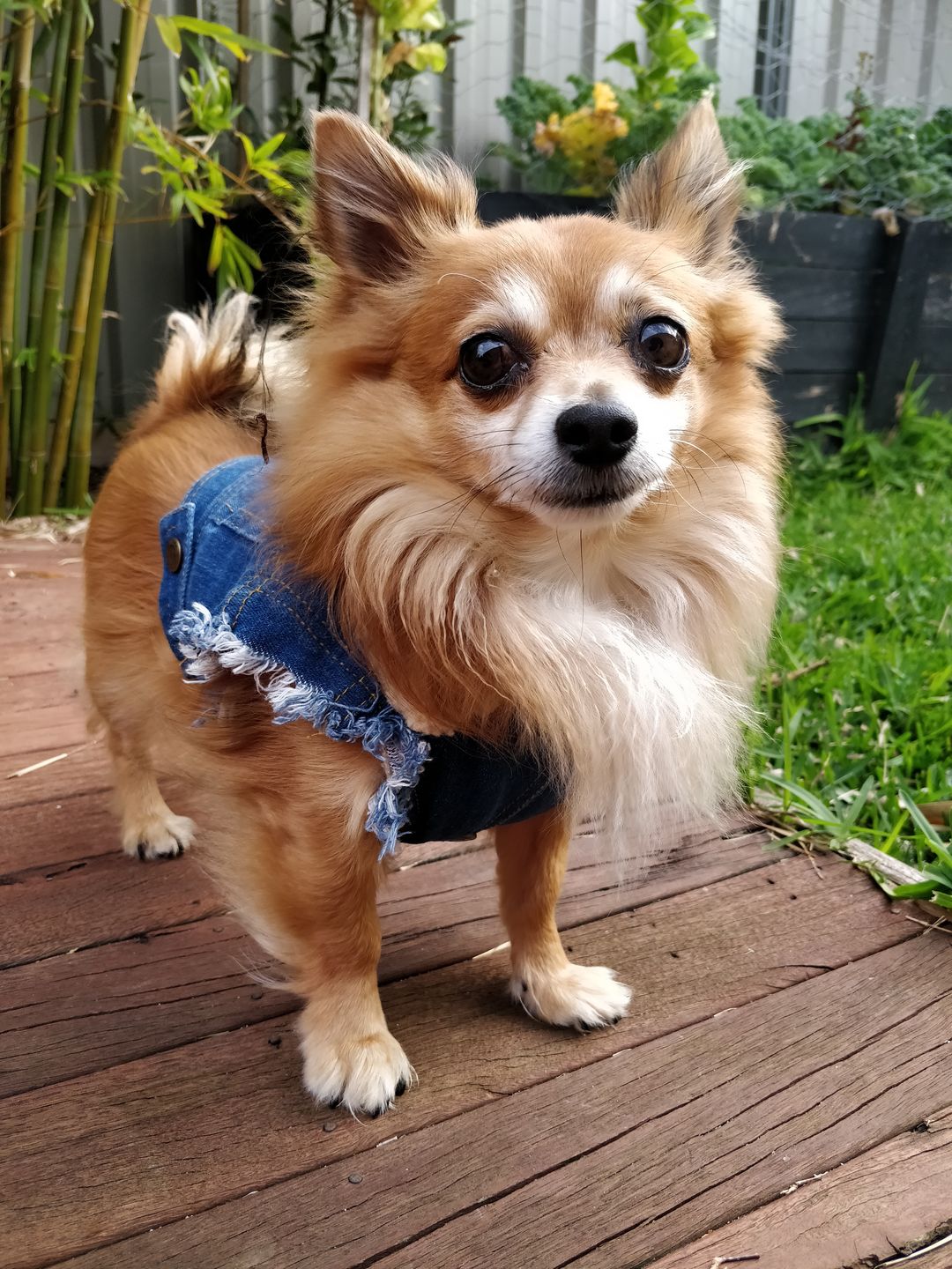 Customer photo review of SALE - OLD STOCK Sherpa Lined Denim Dog Vest