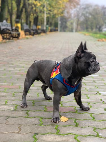 marvel pet harness