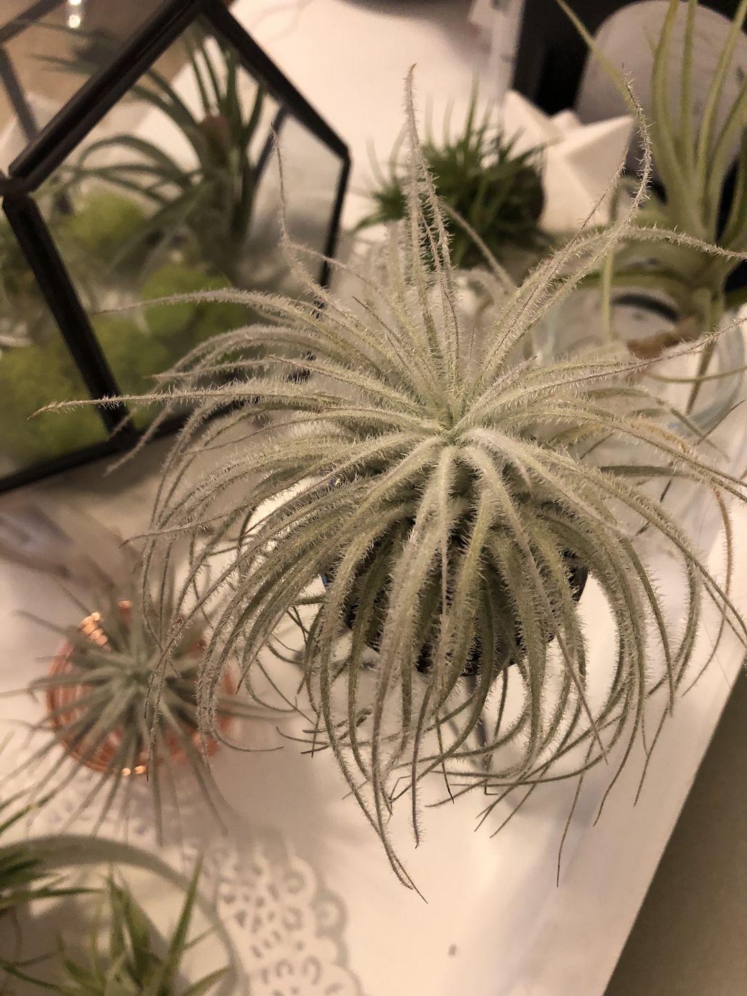 Customer photo review of Tectorum Ecuador  (AKA Snowball)