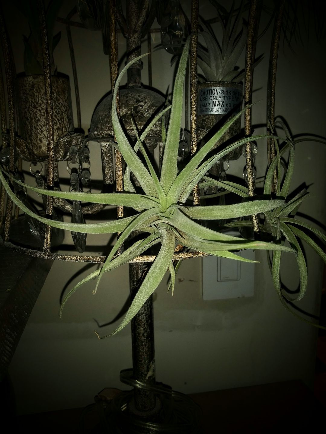 Customer photo review of X Betty  (xerographica x brachycaulos)  *Cannot Be Shipped Internationally*