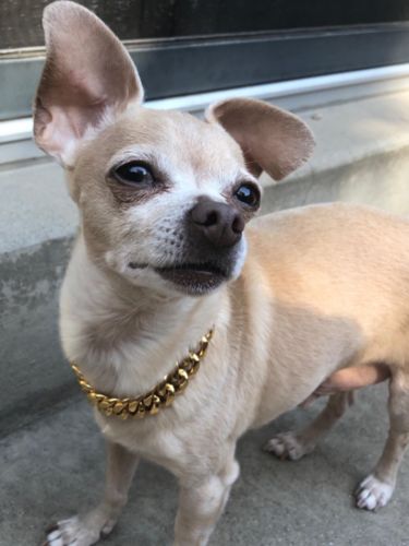 chihuahua chain collar