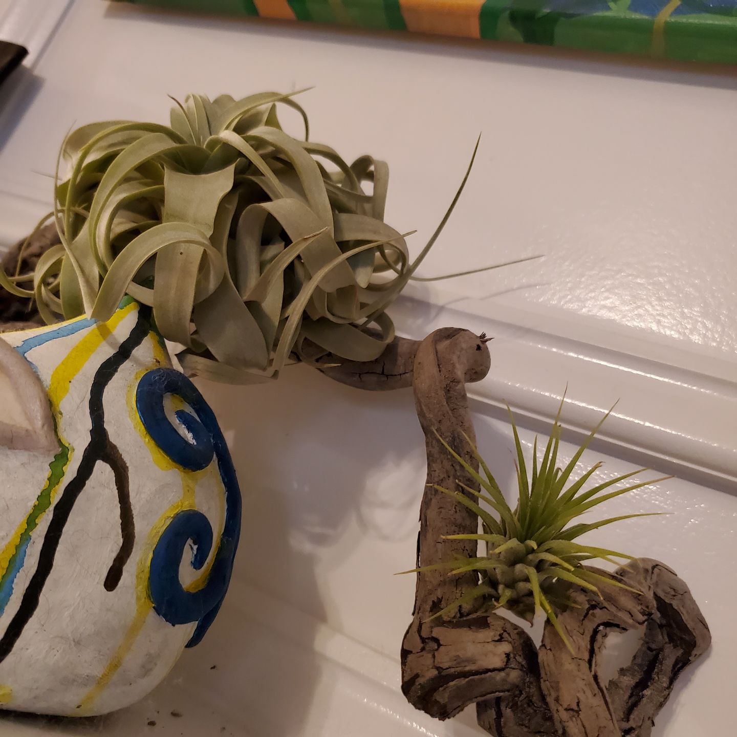 Customer photo review of Ionantha Guatemala