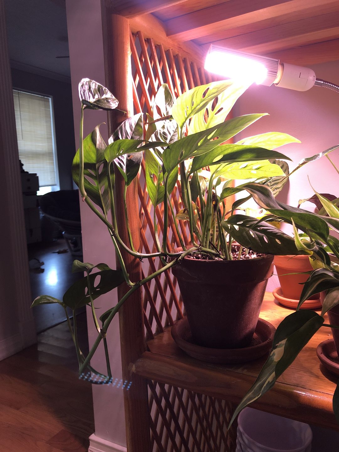 Customer photo review of 4" Monstera Adansonii (Narrow Leaf)