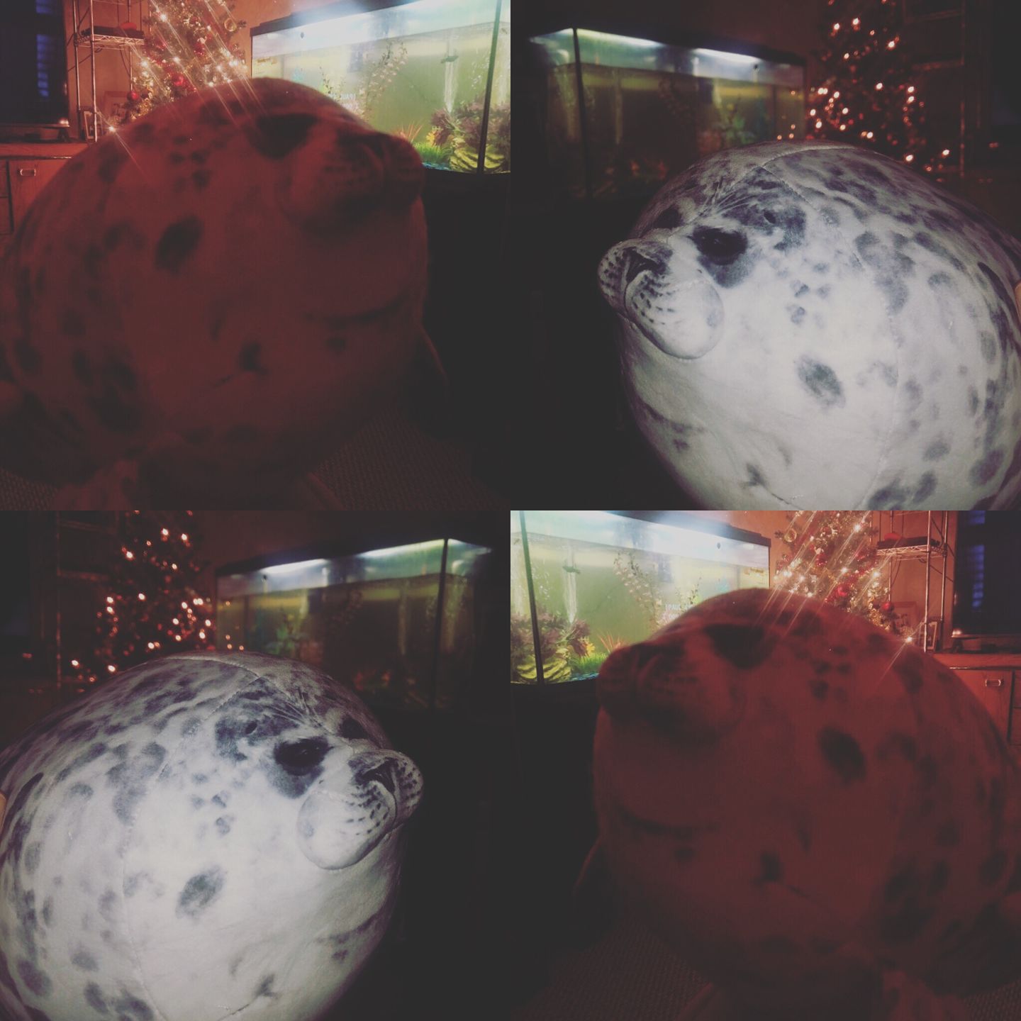 Customer photo review of Yuki-Chan Plushie "World's Roundest Seal" - XL (Extra Chonky)
