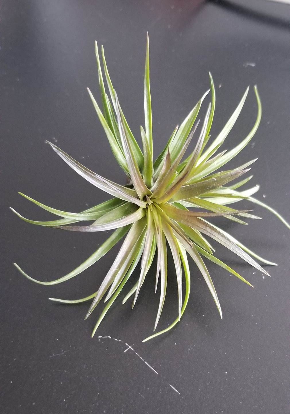 Customer photo review of Tenuifolia Purple Fan