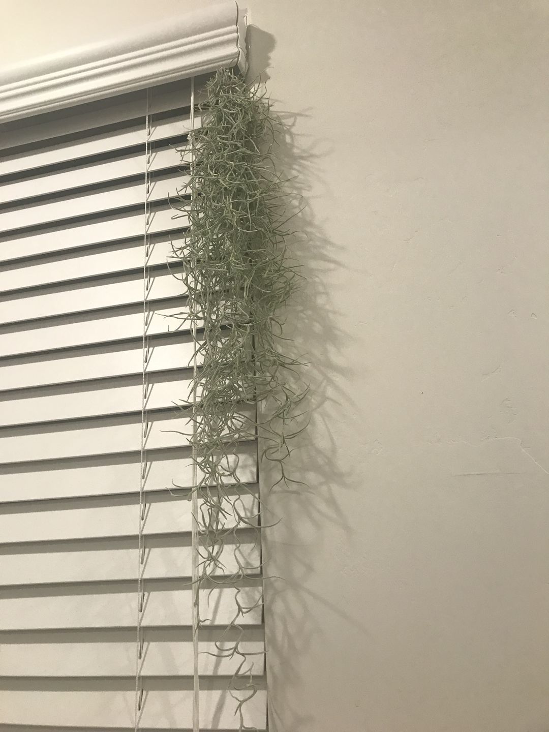Customer photo review of Usneoides (Spanish Moss) White  On Hanging Wire!