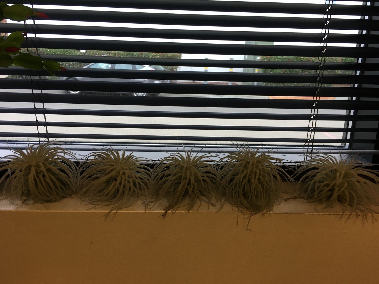 Customer photo review of Tectorum Ecuador  (AKA Snowball)