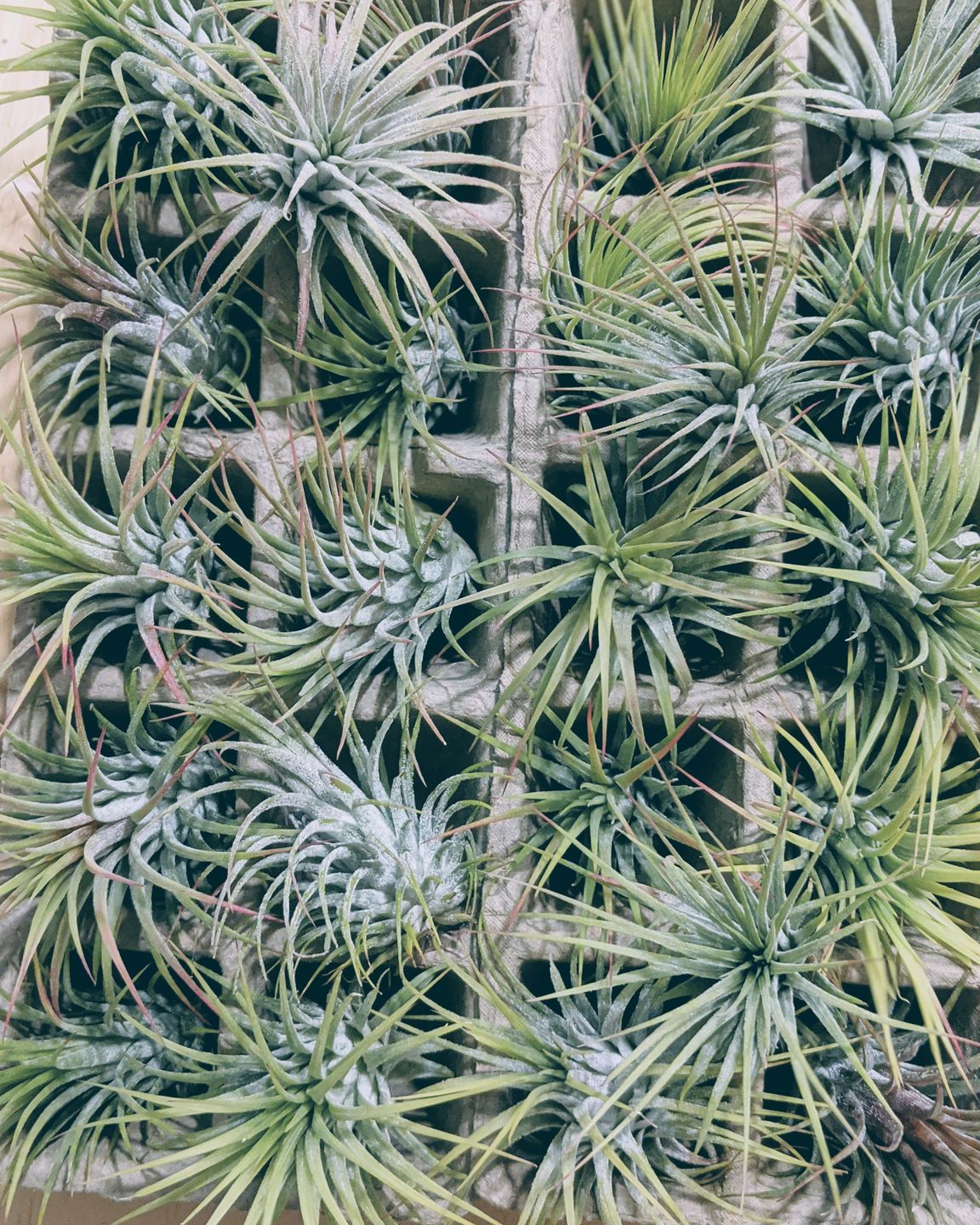 Customer photo review of Wholesale Ionantha Guatemala Medium  (Minimum Order 10)