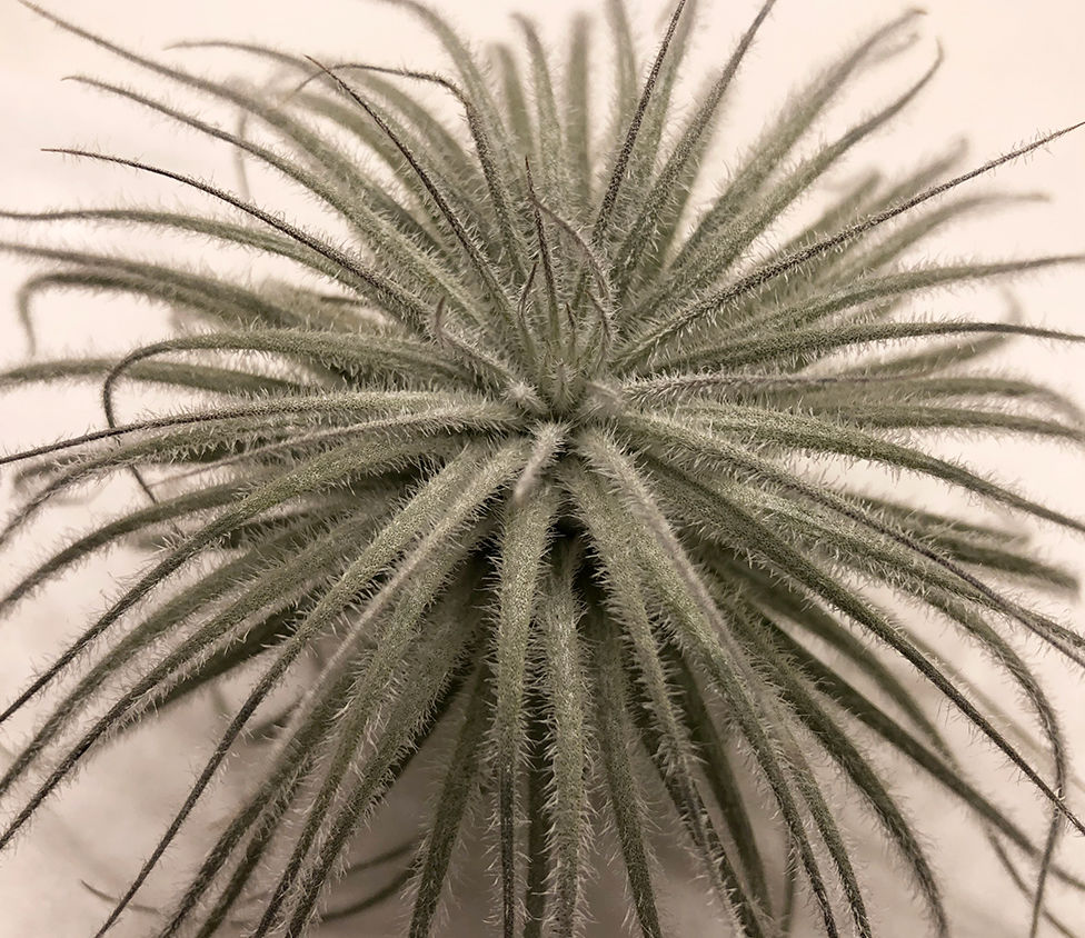 Customer photo review of Tectorum Ecuador  (AKA Snowball)