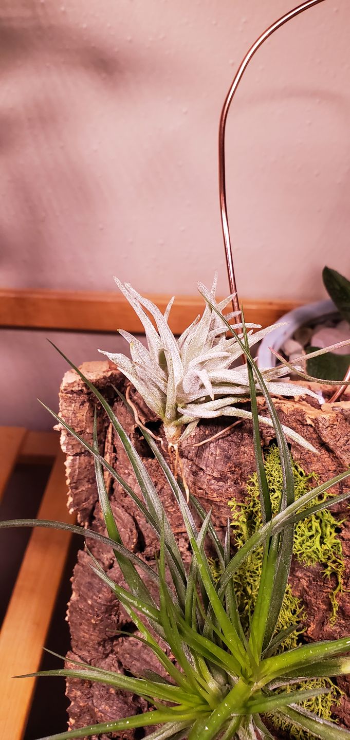 Customer photo review of Harrisii  (Easy Care Plant)  *Cannot Be Shipped Internationally*