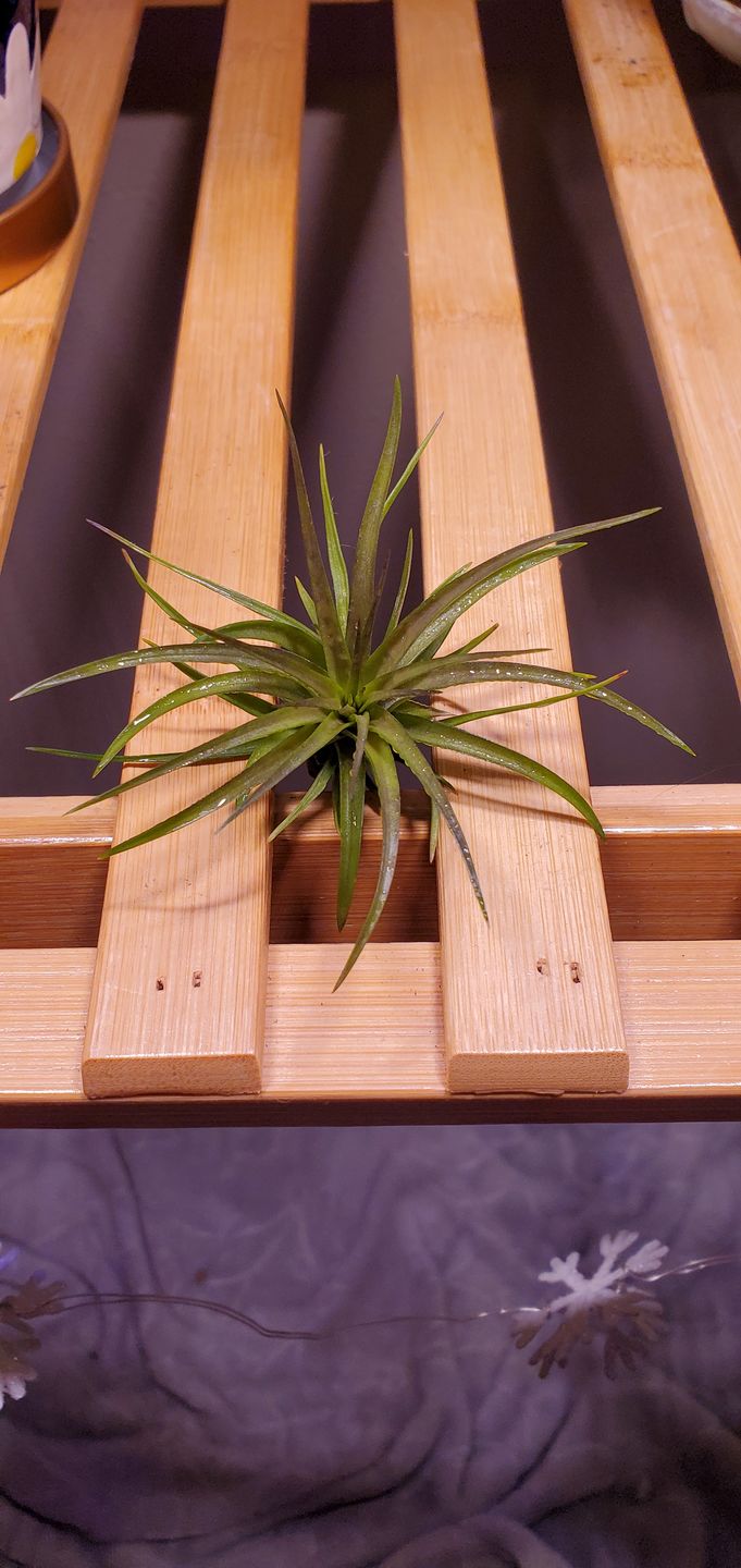 Customer photo review of Tenuifolia Purple Fan