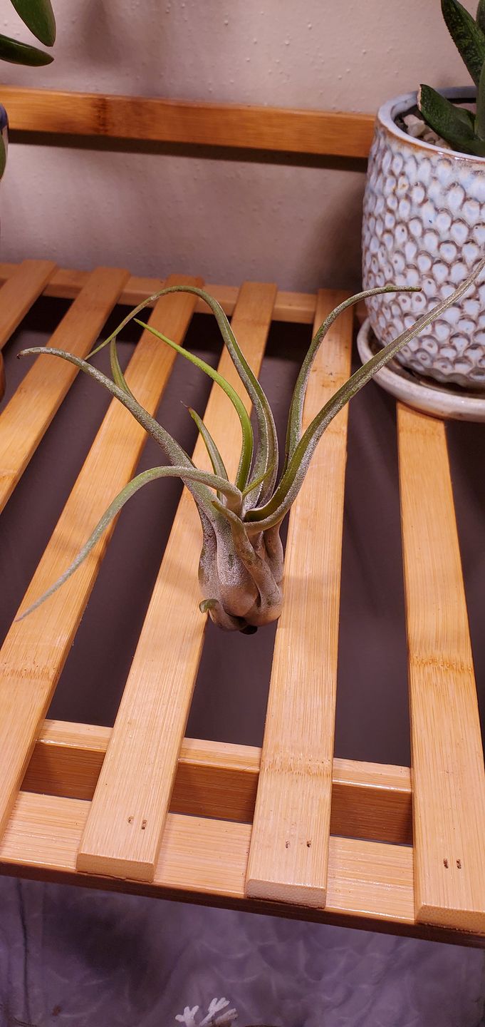 Customer photo review of Bulbosa