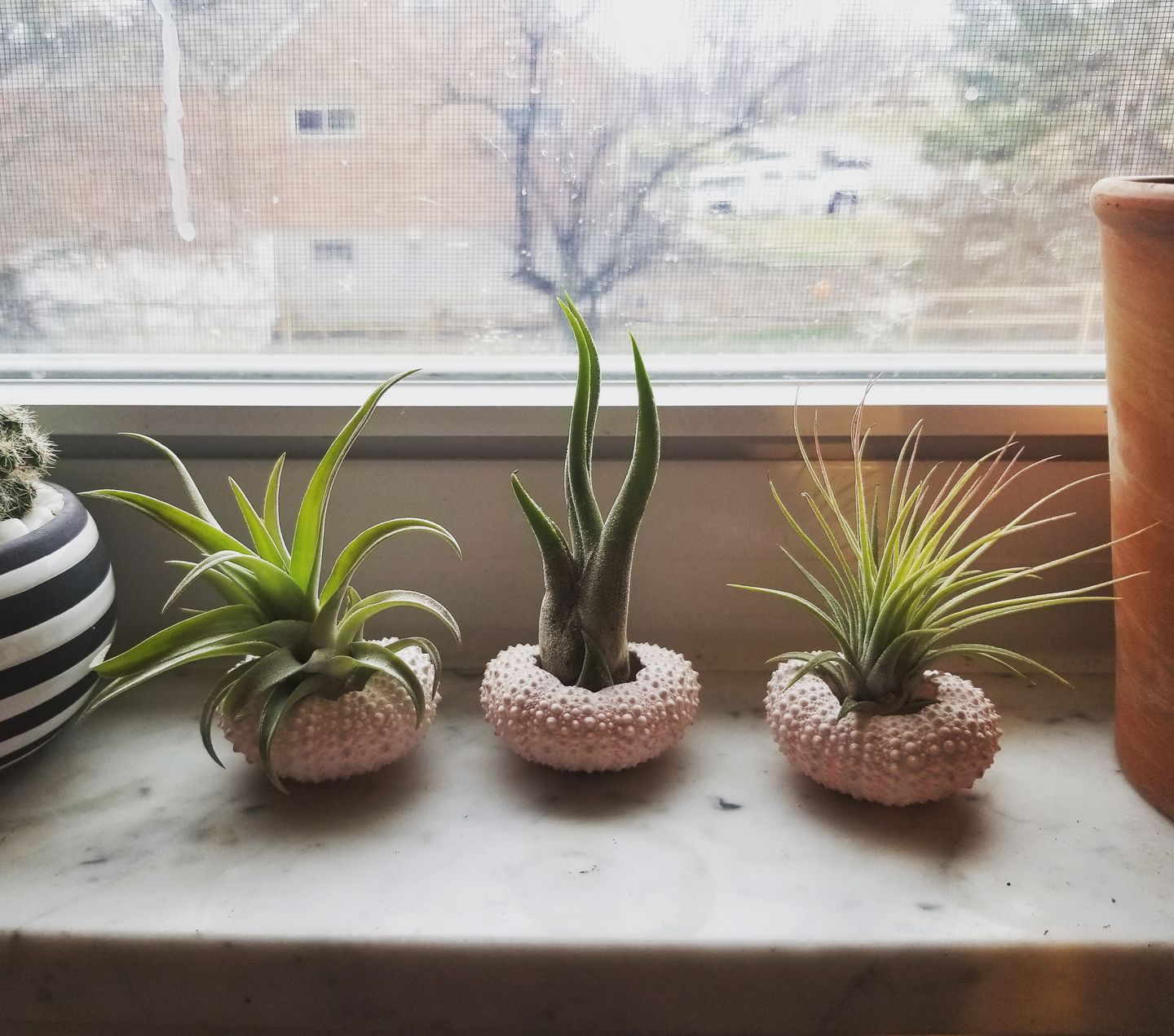 Customer photo review of Harrisii  (Easy Care Plant)  *Cannot Be Shipped Internationally*