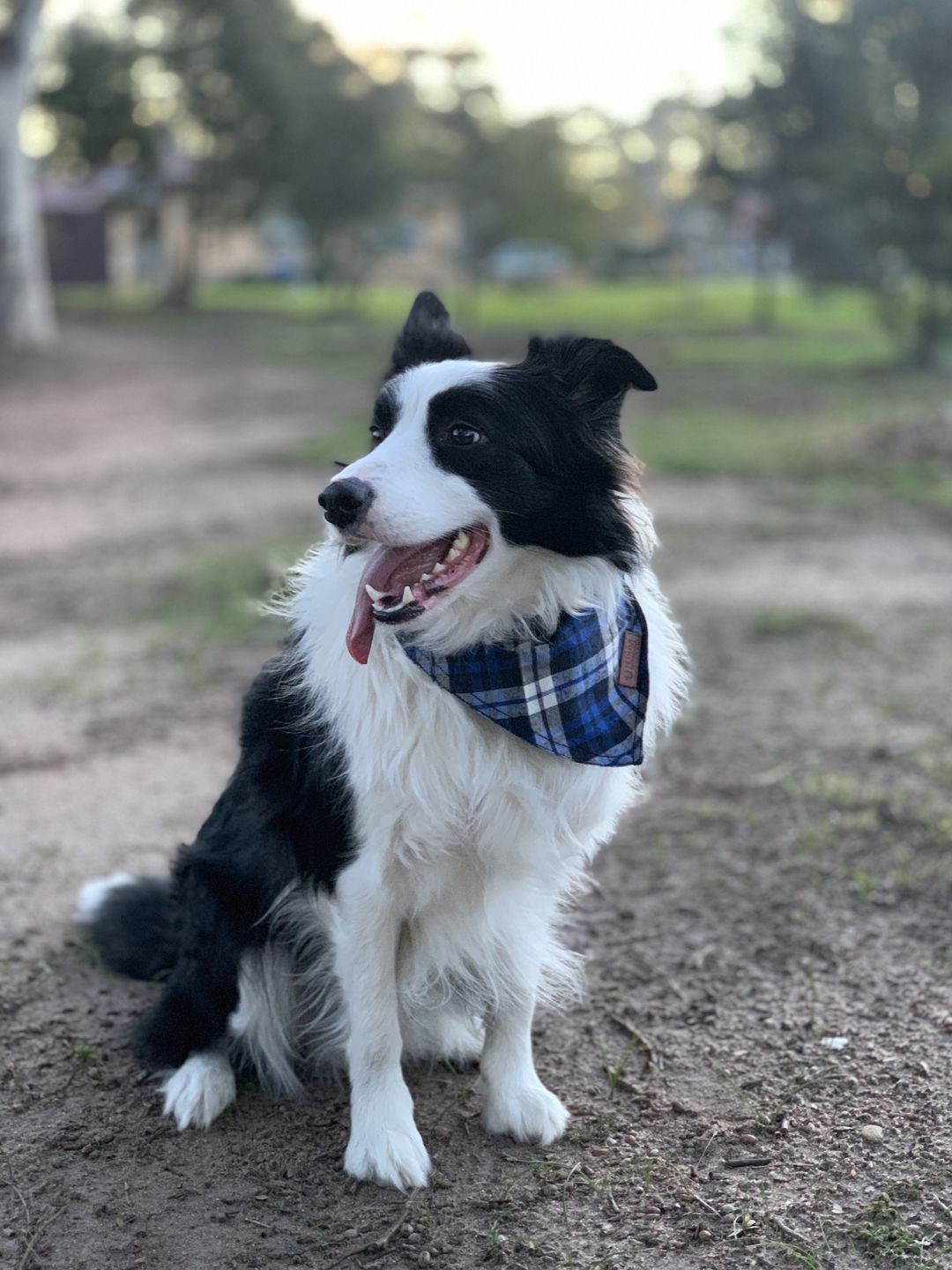 Customer photo review of The Woodsman Dog Bandana