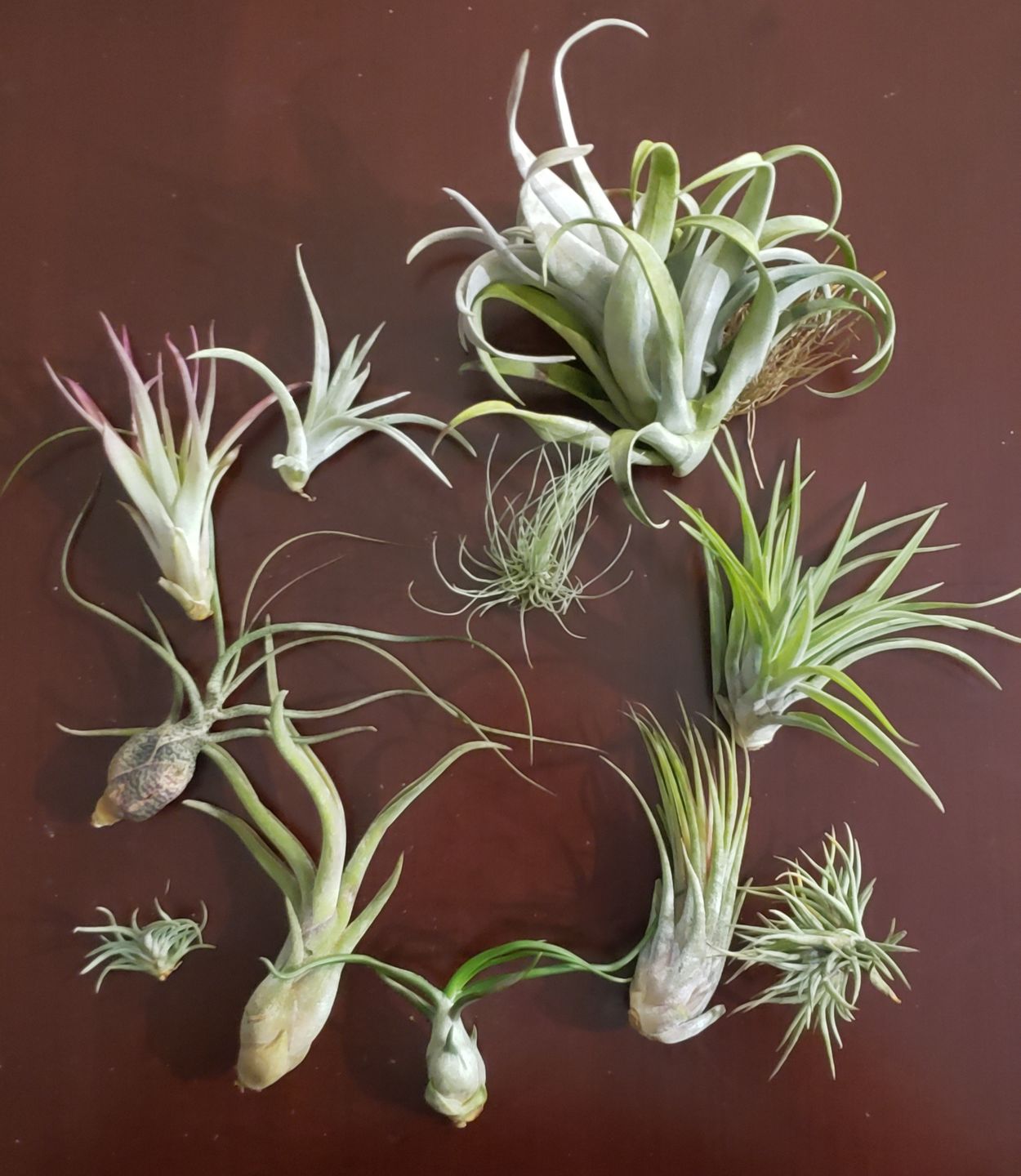 Customer photo review of *6 Pack* Premium Air Plants Mix  *Cannot Be Shipped Internationally*