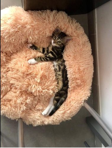 Coussin Peluche Anti Stress Pour Chien Et Chat