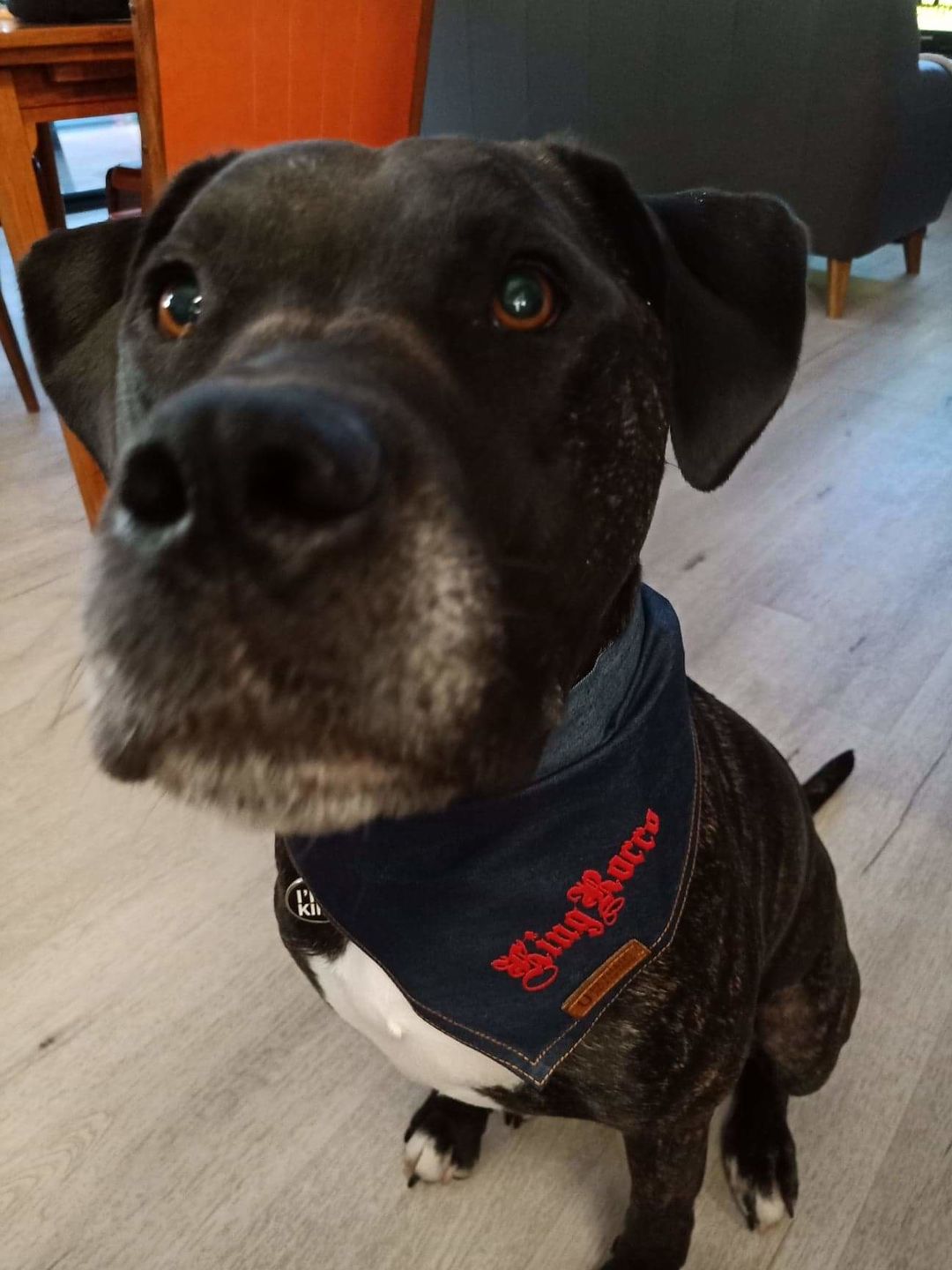 Customer photo review of Custom Text Denim Dog Bandana