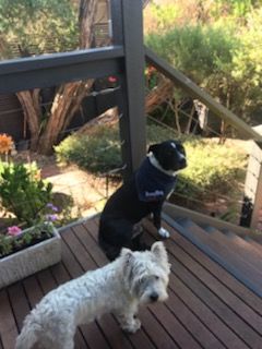 Customer photo review of Custom Text Denim Dog Bandana