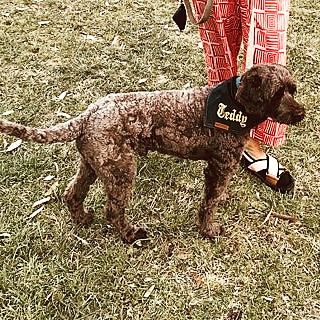 Customer photo review of Custom Text Denim Dog Bandana