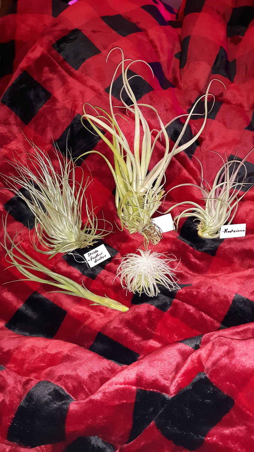 Customer photo review of Tectorum Ecuador  (AKA Snowball)