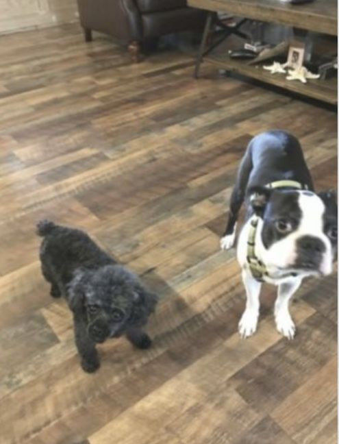 Customer photo review of Spray anti-tartre pour chien