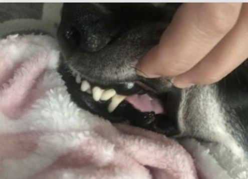 Customer photo review of Spray anti-tartre pour chien