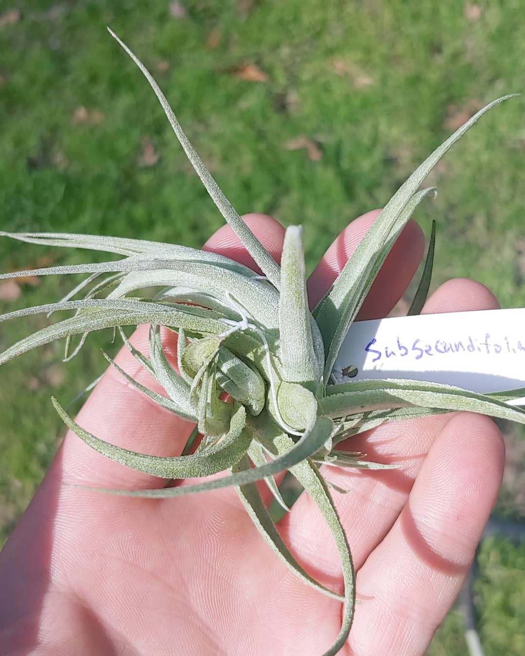 Customer photo review of Subsecundifolia  (Formerly Recurvifolia Var. Subsecundifolia)
