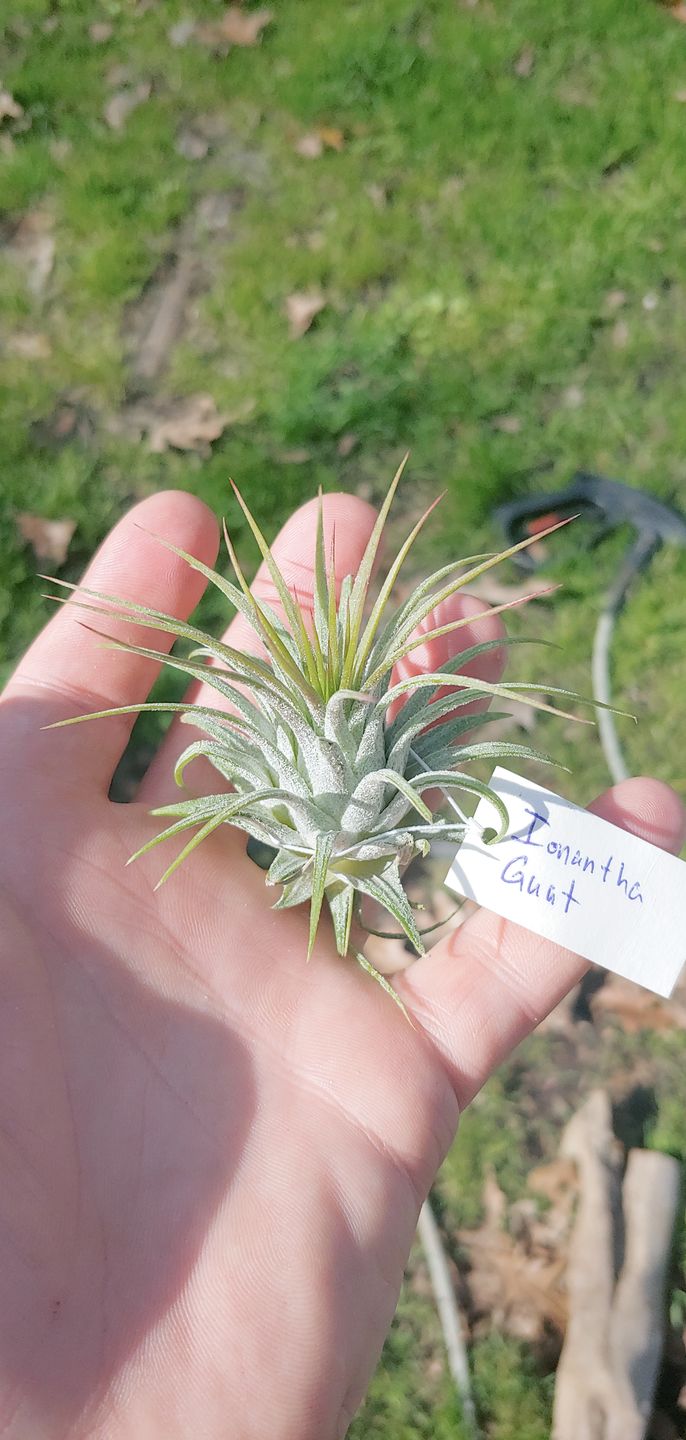 Customer photo review of Wholesale Ionantha Guatemala Medium  (Minimum Order 10)
