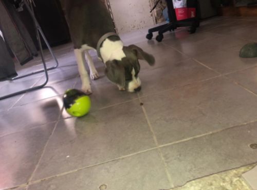 goodbarks dental stick