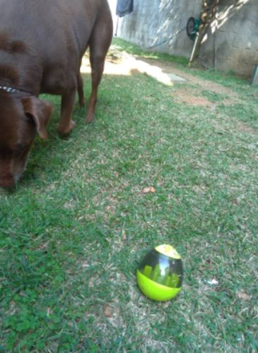 goodbarks dental stick