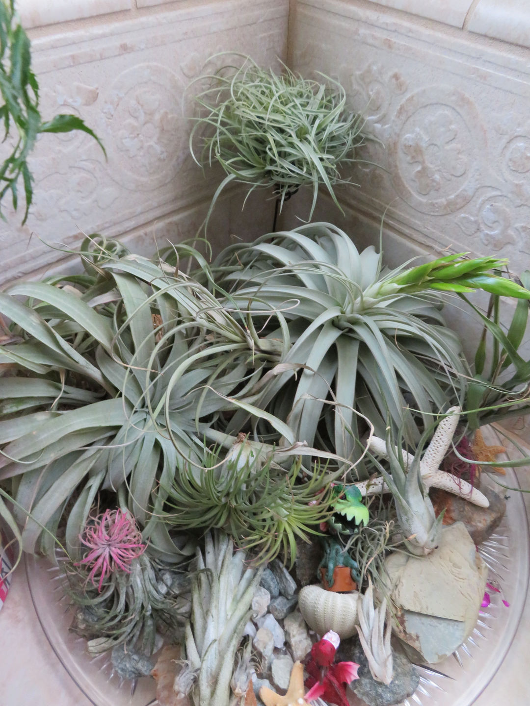Customer photo review of Heavy Gauge Tall Wire Air Plant Holder