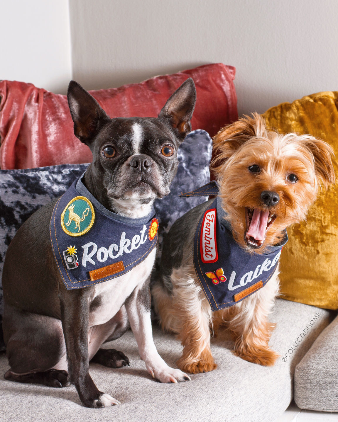 Customer photo review of Custom Text Denim Dog Bandana