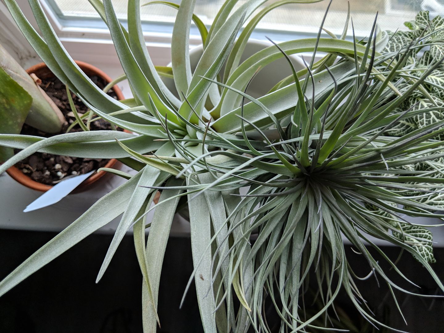 Customer photo review of Harrisii  (Easy Care Plant)  *Cannot Be Shipped Internationally*