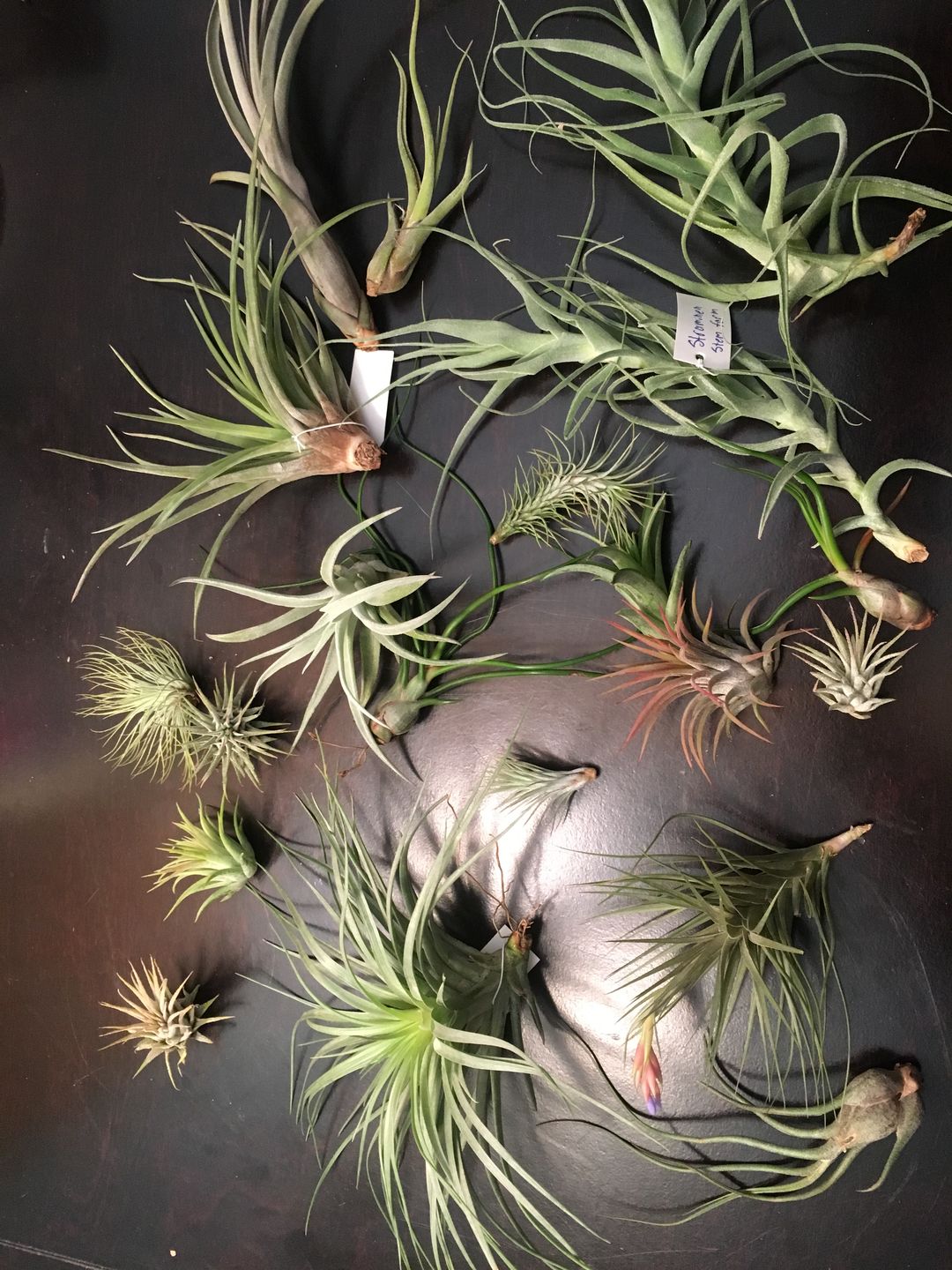 Customer photo review of 10 Pack Premium Air Plants Mix  *Cannot Be Shipped Internationally*