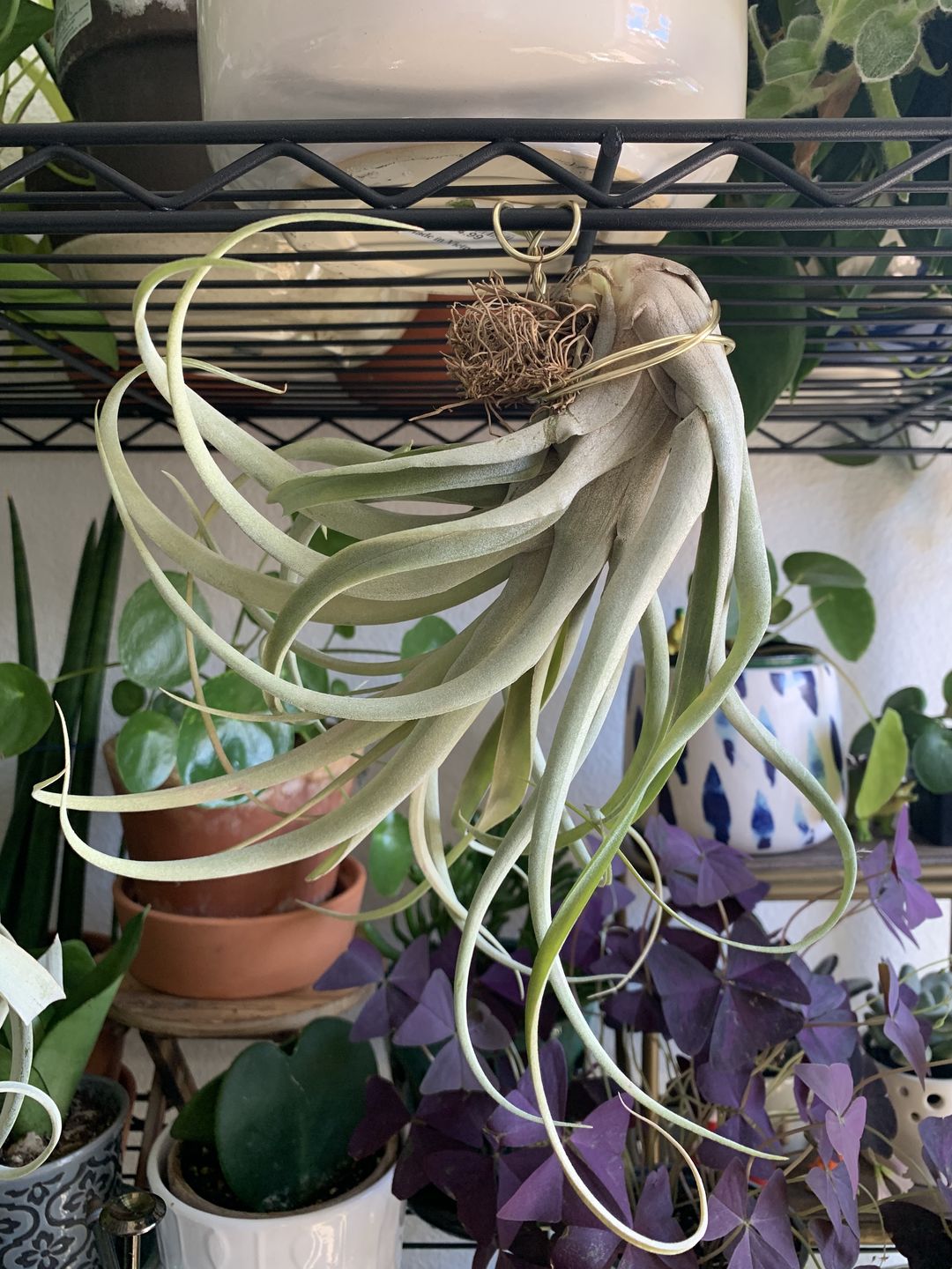 Customer photo review of X Betty  (xerographica x brachycaulos)  *Cannot Be Shipped Internationally*