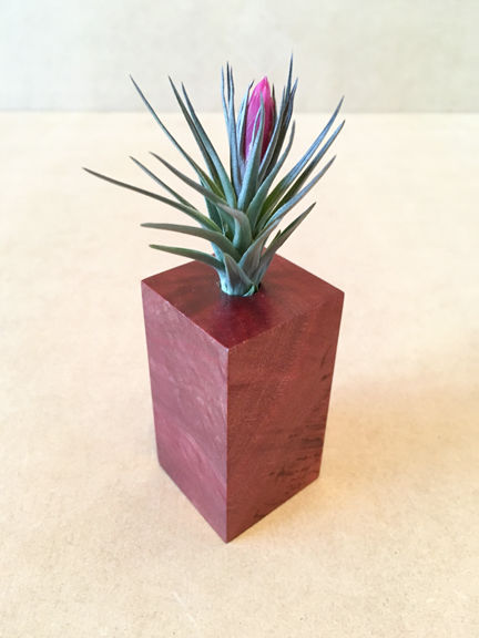 Customer photo review of Wholesale Aeranthos 2”-4”  (Minimum Order 10)