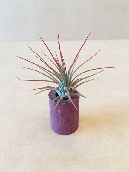 Customer photo review of Wholesale Ionantha Guatemala Medium  (Minimum Order 10)