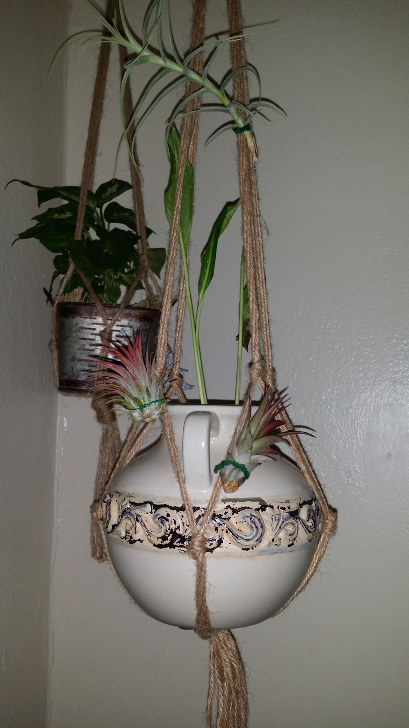 Customer photo review of *6 Pack* Premium Air Plants Mix  *Cannot Be Shipped Internationally*