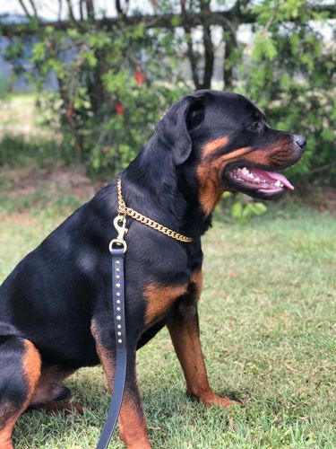 rottweiler gold chain