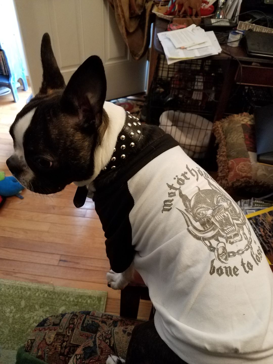 Customer photo review of Motorhound Raglan Dog Tee