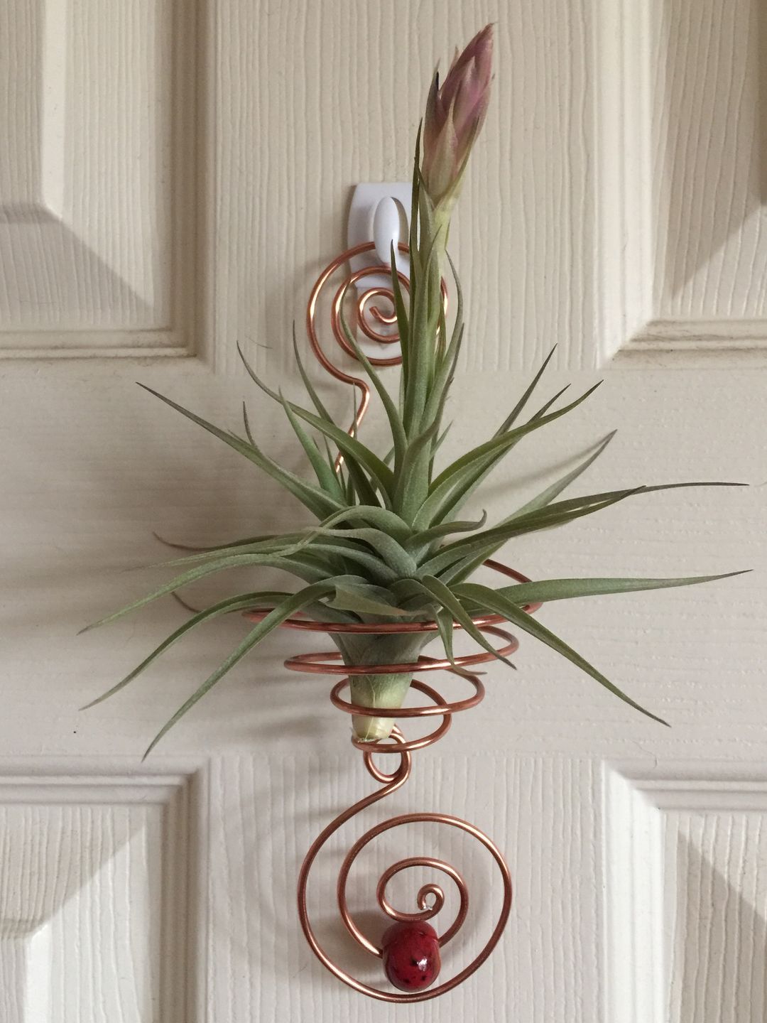 Customer photo review of Capitata  Peach  (Easy Care)